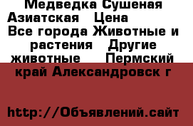 Медведка Сушеная Азиатская › Цена ­ 1 400 - Все города Животные и растения » Другие животные   . Пермский край,Александровск г.